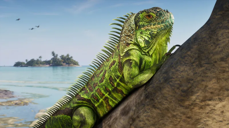Green iguanas
