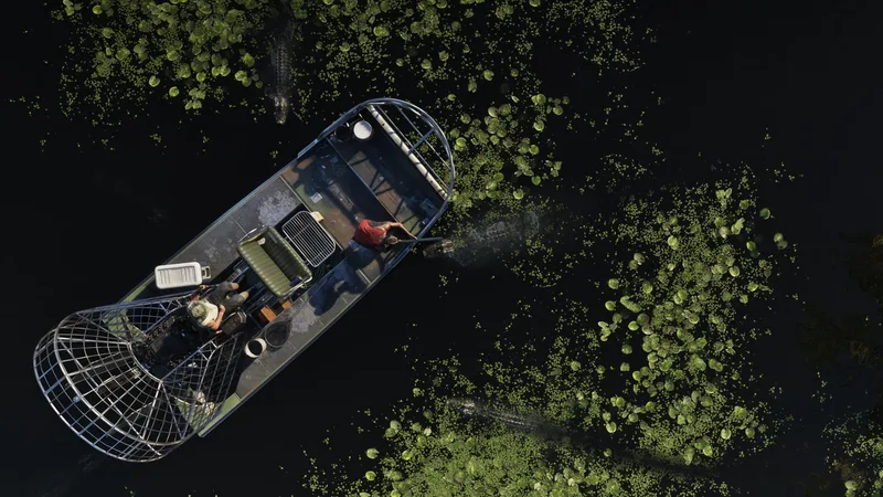 Alligators